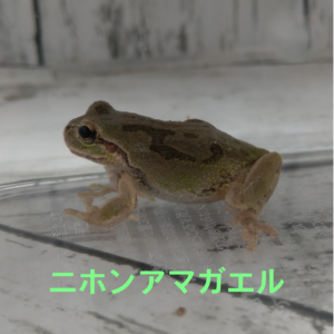 ニホンアマガエル